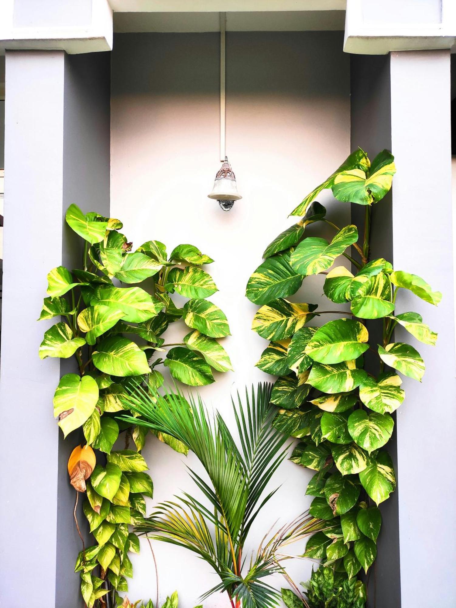 Mango Tree Villa Kochi Extérieur photo